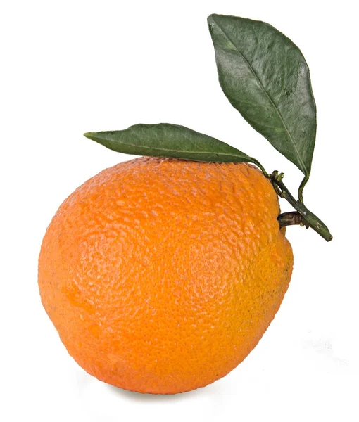 Primer plano de naranja madura — Foto de Stock