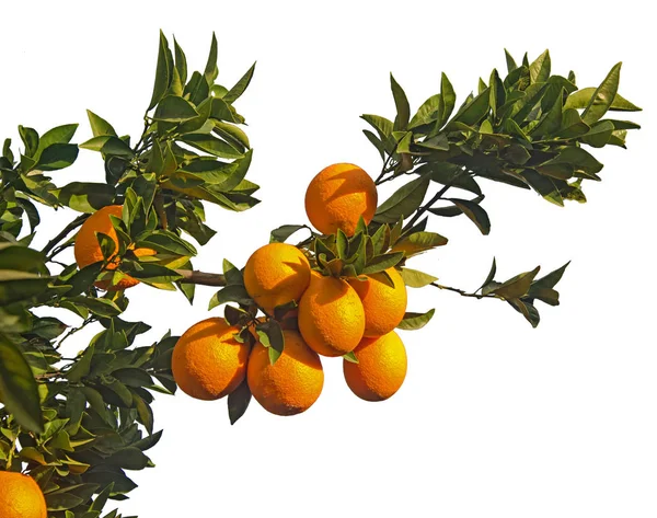 Ripe oranges on branch — Stock Photo, Image