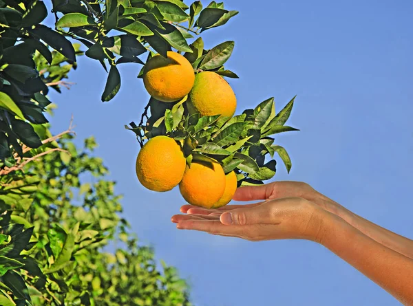 Närbild på gren med apelsiner — Stockfoto