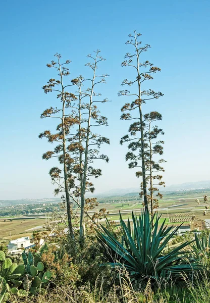 Primer plano de agave — Foto de Stock