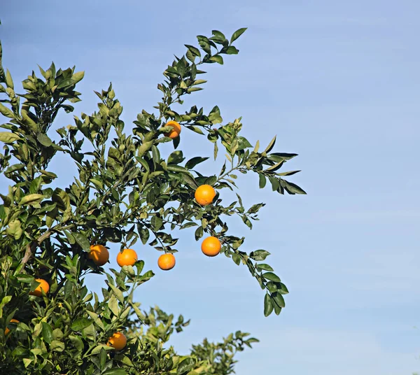 Zweig mit reifen Orangen — Stockfoto