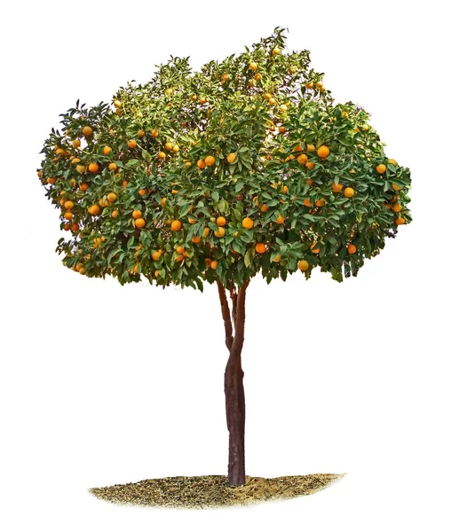 Citrus tree on white background — Stock Photo, Image