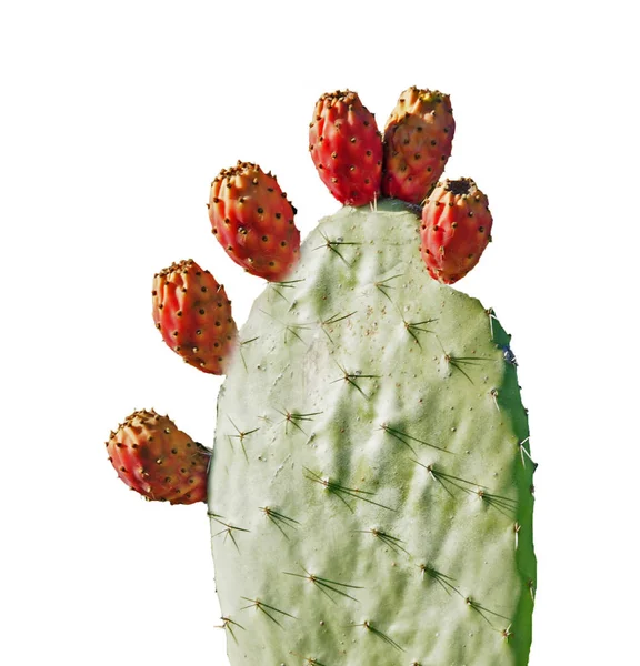 Cactus Isolated White Background — Stock Photo, Image