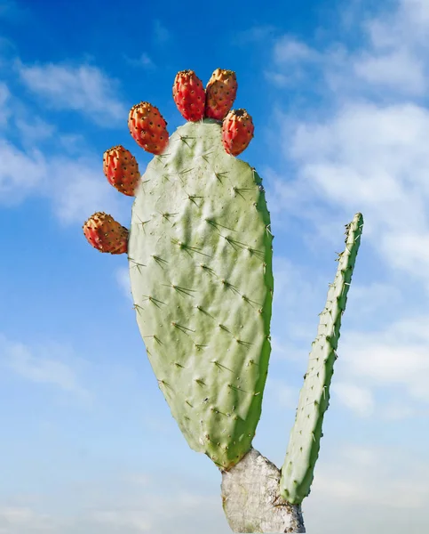 Close up of cactus — Stock Photo, Image