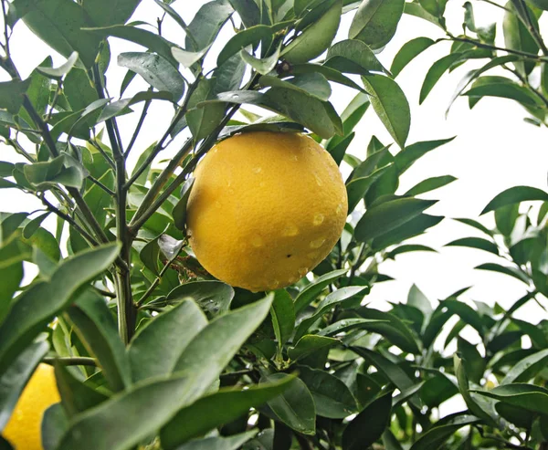 Close up de toranjas maduras — Fotografia de Stock