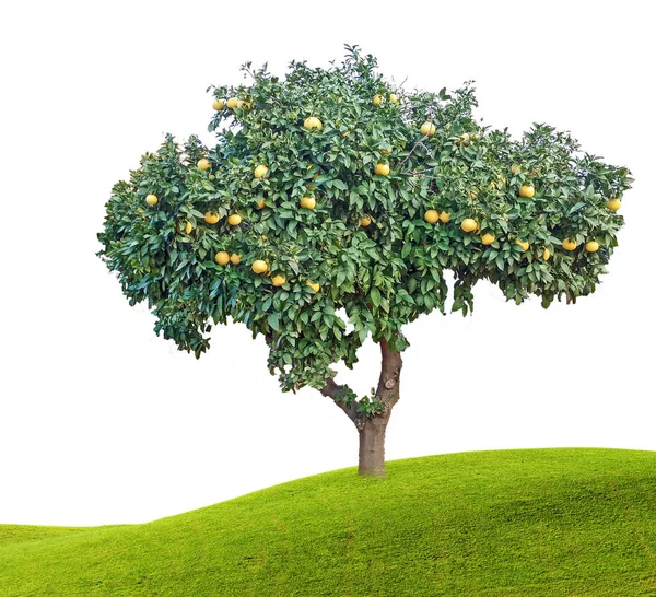 Zralých grapefruitů na stromě — Stock fotografie