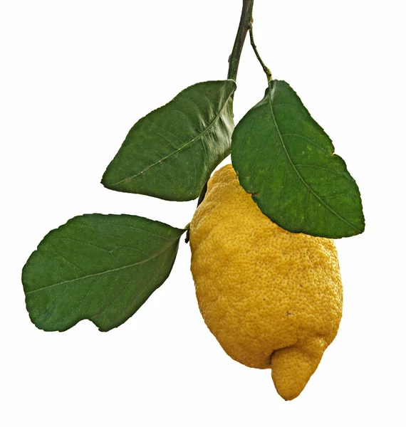 Närbild av citron på gren — Stockfoto