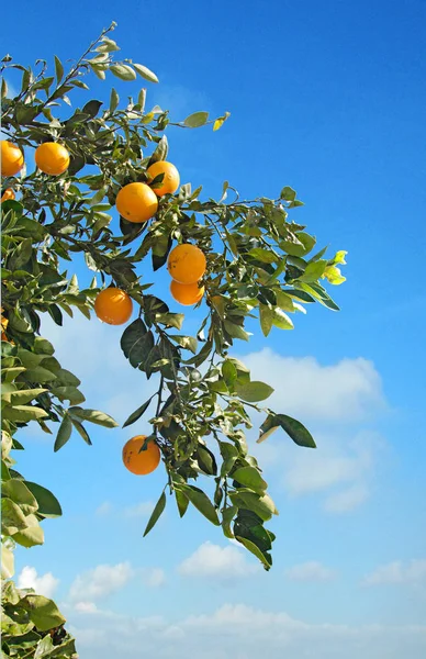 Branche aux oranges mûres — Photo