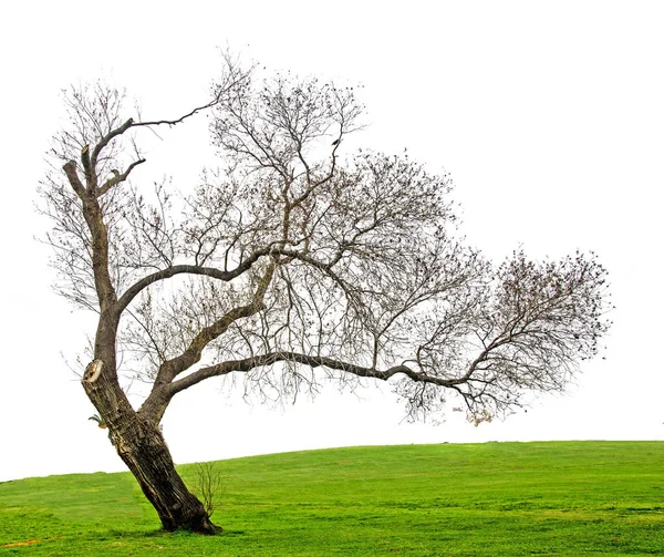 Árbol seco aislado sobre fondo blanco — Foto de Stock