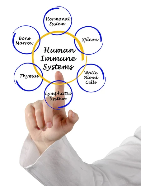 Components of Human Immune Systems