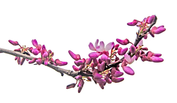 Nahaufnahme des Zweiges mit Blumen — Stockfoto