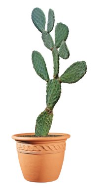 Kaktüs beyaz arkaplanda izole