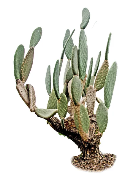 Cactus isolé sur fond blanc — Photo