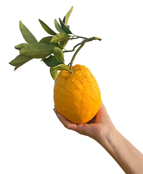 Fechar a mão segurando laranja — Fotografia de Stock