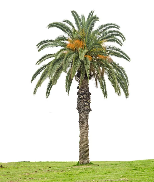 Närbild av dadelpalm — Stockfoto