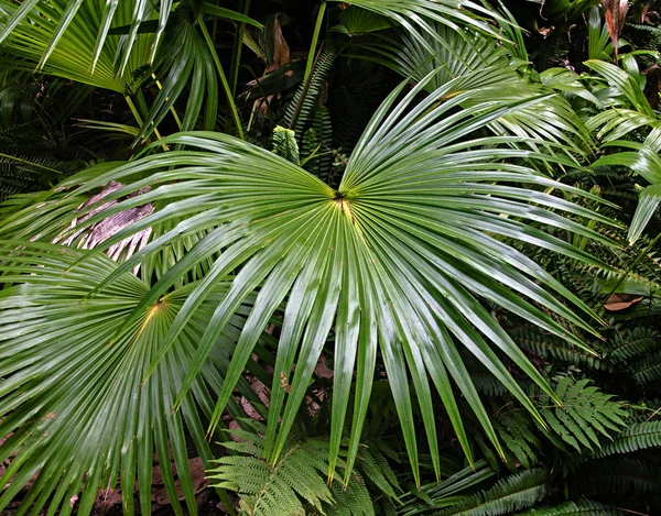 Närbild på Palm i park — Stockfoto