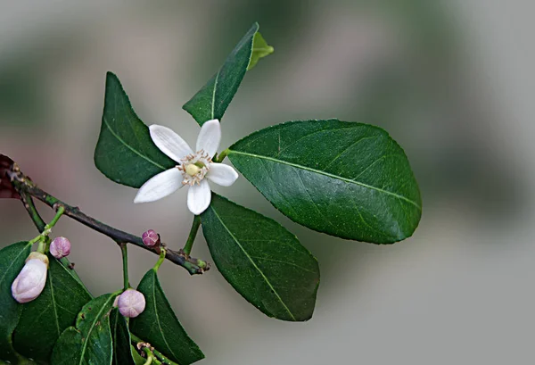 Close up of citrus flowers — Stock Photo, Image