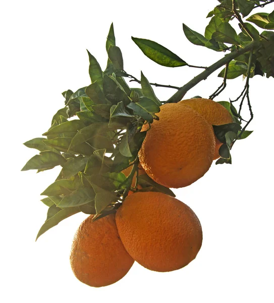 Зрізати апельсини на гілці — стокове фото