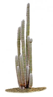 Kaktüs beyaz arkaplanda izole