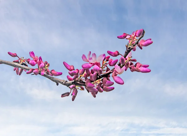Close up of Flowering fruit tree — Stock Photo, Image