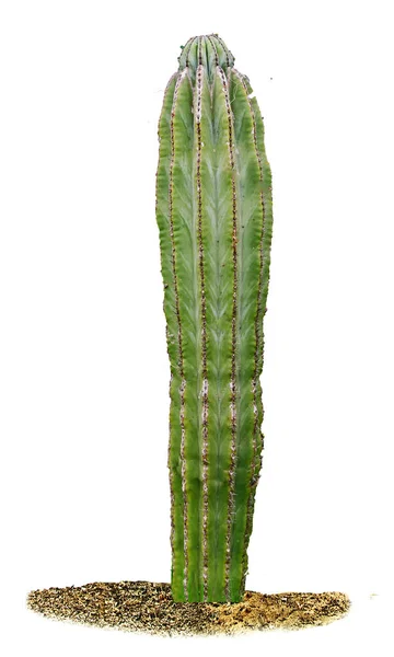 Cactus isolated on white background — Stock Photo, Image