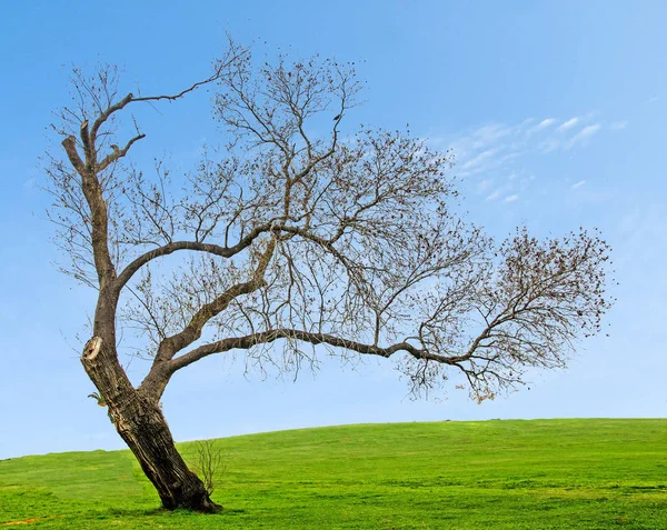 Árvore seca isolada sobre fundo branco — Fotografia de Stock