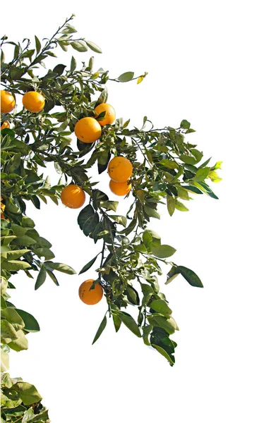 柑橘類の分岐のクローズ アップ — ストック写真