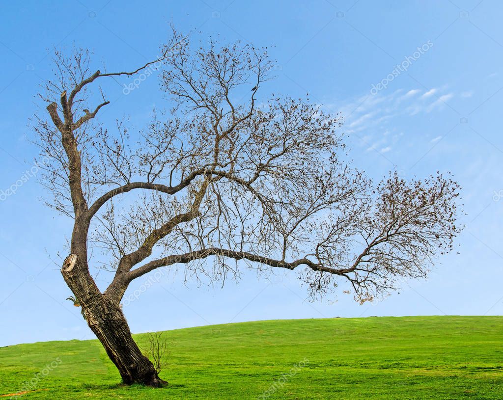 Dry tree isolated on white background — Stock Photo © vaeenma #185331016