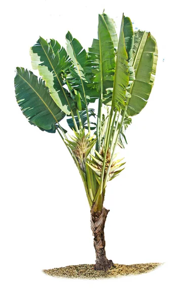 Банановое растение выделено на белом фоне — стоковое фото