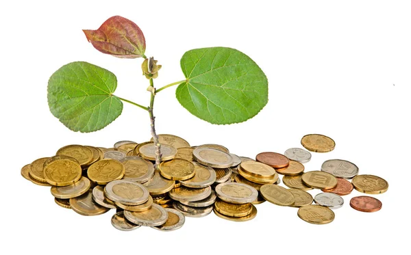 Sapling growing from coins — Stock Photo, Image