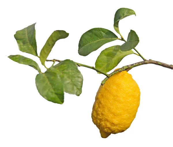 Закрыть лимон на ветке — стоковое фото