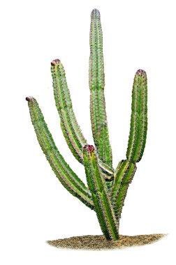 Kaktüs beyaz arkaplanda izole