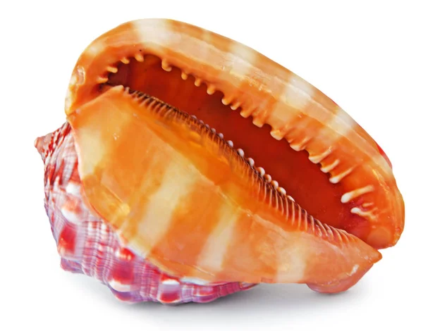 Close up of white seashell — Stock Photo, Image