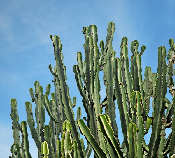 Zbliżenie kaktusa — Zdjęcie stockowe