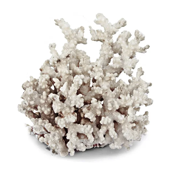 Coral isolado sobre fundo branco — Fotografia de Stock