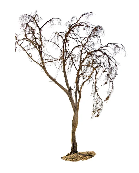 Сухое дерево на белом фоне — стоковое фото