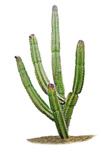 Kaktus izolowany na białym tle — Zdjęcie stockowe