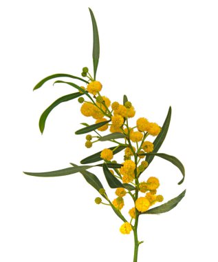 Acacia saligna 'yı kapat