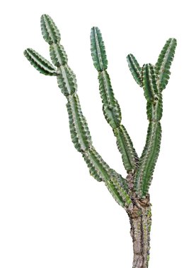 Kaktüs beyaz arkaplanda izole