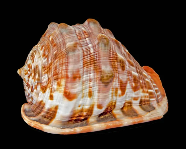 Close up of seashell — Stock Photo, Image