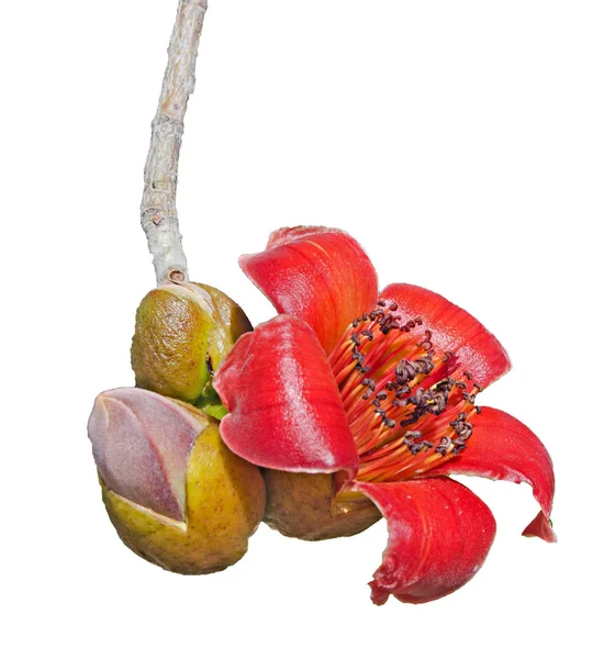 Rama con flores rojas — Foto de Stock