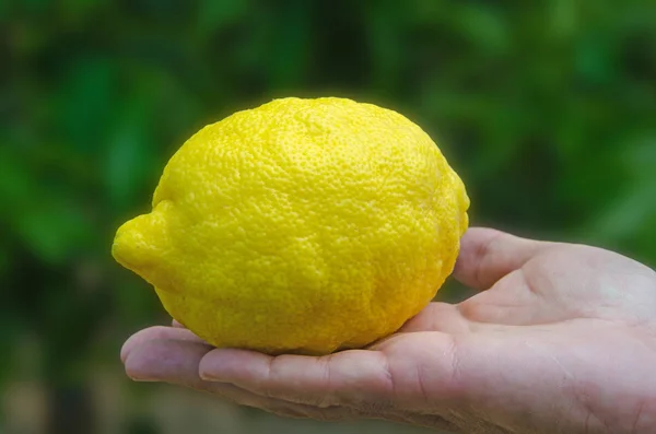 Manos con un limón aislado sobre fondo blanco — Foto de Stock