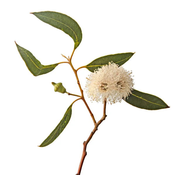 Perto de flor de eucalipto — Fotografia de Stock