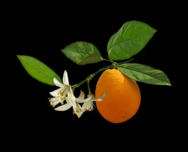 Naranja y flor aislados sobre fondo negro — Foto de Stock