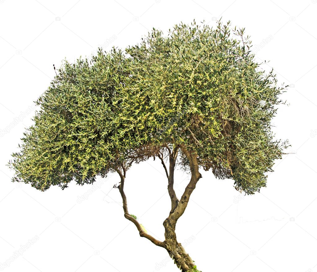 arbre tropical 3 lettres