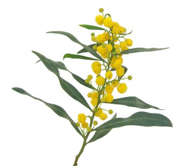 Acacia saligna 'yı kapat