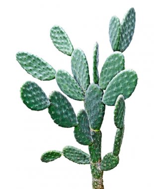 Kaktüs beyaz arkaplanda izole