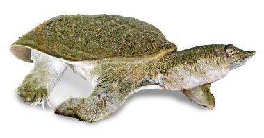 Soft-Shell kaplumbağa yakın çekim