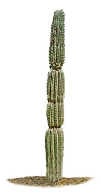 Kaktüs beyaz arkaplanda izole