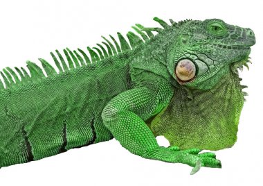 iguana 'ya yaklaş